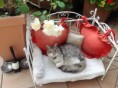 /album/minou-la-gattina-di-casa/a2012-09-24-11-40-58-jpg/